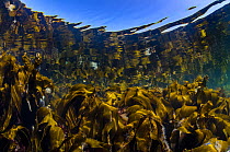 RF - Reflections of a kelp forest (Laminaria hyperborea) in shallow water. Farne Islands, Northumberland, England, United Kingdom. North Sea. (This image may be licensed either as rights managed or ro...