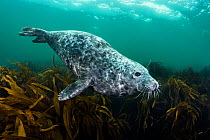 Grey seal (Halichoerus grypus) female swims over Oarweed (Laminaria digitata) in shallow water. Farne Islands, Northumberland, England, United Kingdom. North Sea