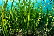 View inside a seagrass meadow (Zostera marina). Swanage, Dorset, England, United Kingdom. English Channel. North East Atlantic