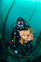 Diver encounters a John Dory (Zeus faber) in a forest of bootlace weed (Chorda filum). Porthkerris, Lizard Peninsular, Cornwall, England, United Kingdom. North East Atlantic Ocean