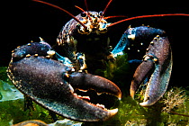 RF - European lobster (Homarus gammarus) on the Wreck of the Rosalie. North Norfolk, United Kingdom. North Sea. (This image may be licensed either as rights managed or royalty free.)