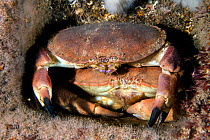 Edible crabs (Cancer pagurus) shelter in the structure of the Wreck of the Rosalie This is probaby a larger male guarding a female prior to mating. This species, in this region is known as a Cromer Cr...