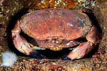Edible crabs / brown crab (Cancer pagurus) shelter in the structure of the Wreck of the Rosalie This is probably a larger male guarding a female prior to mating. This species, in this region is known...