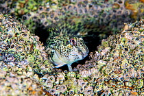 Portrait of Shanny / Common blenny (Lipophrys pholis) on a bed of barnacles. Babbacombe, Torquay, Devon, England, United Kingdom. English Channel. North East Atlantic Ocean.
