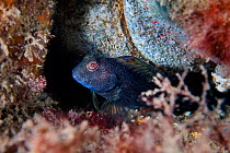 Variable blenny (Parablennius pilicornis) dark coloured, male guarding a large clutch of eggs. Babbacombe, Torquay, Devon, England, United Kingdom. English Channel. North East Atlantic Ocean.