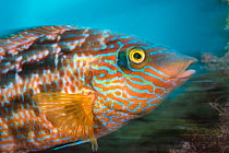 Long exposure of a male Corkwing wrasse (Symphodus melops) by its nest. Swanage, Dorset, England, United Kingdom. English Channel. North East Atlantic
