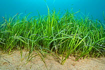 Seagrass meadow ( Zostera marina). Swanage, Dorset, England, United Kingdom. English Channel. North East Atlantic