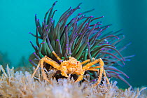 Leach&#39;s spider crab (Inachus sp.) living symbiotiocally, sheltering beneath the stinging tentacles of Snakelocks anemone (Anemonia viridis). Swanage, Dorset, England, United Kingdom. English Chann...