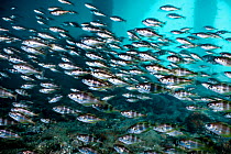 Shoal of Bib / Pouting (Trisopterus luscus) sheltering beneath a jetty. Swanage, Dorset, England, United Kingdom. English Channel. North East Atlantic