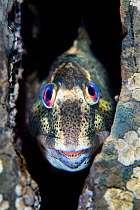 Shanny or Common blenny (Lipophrys pholis) male showing breeding colours looking out from a crack in shallow water. Swanage, Dorset, England, United Kingdom. English Channel. North East Atlantic