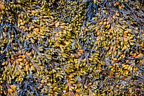 Dense growth of spiral seaweed (Fucus spiralis) with fruiting bodies at tips of fronds. Looe, Cornwall, England, United Kingdom. English Channel, North East Atlantic.