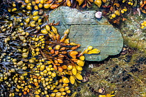 Spiral wrack (Fucus spiralis) with fruiting bodies photographed in a rock pool, with common periwinkle (Littorina littorea). Looe, Cornwall, England, United Kingdom. English Channel, North East Atlant...