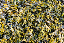 Detail of the fronds of Spiral wrack (Fucus spiralis). Mylor, Falmouth, Cornwall, England, United Kingdom. North East Atlantic Ocean.