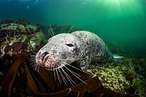 Grey seal (Halichoerus grypus) resting on the seabed, using kelp (Laminaria digitata) for a pillow. Farne Islands, Northumberland, England, United Kingdom. North Sea.
