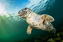 RF - Portrait of Young female Grey seal (Halichoerus grypus) underwater in evening light. Farne Islands, Northumberland, United Kingdom. North Sea. (This image may be licensed either as rights managed...