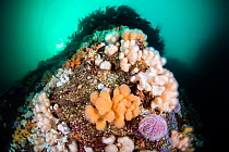 Reef scene with large colonies of orange and white Dead man&#39;s fingers (Alcyonium digitatum), two swimming crabs - Velvet swimming crab (Necora puber) and a common sea urchin (Echinus esculentus, b...