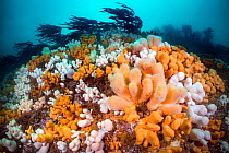 Orange and white soft corals, Dead man&#39;s fingers (Alcyonium digitatum) thriving beneath kelp (Laminaria hyperborea). St Abbs, Eyemouth, Berwickshire, Scotland, United Kingdom. North Sea.