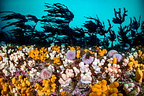 RF - Colourful soft corals / Dead man&#39;s fingers (Alcyonium digitatum) and common sea urchins (Echinus esculentus) mass beneath a Cuvie kelp forest (Laminaria hyperborea). St Abbs, Scotland, United...