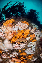 Brown crab (Cancer pagurus) nestled amongst soft corals, Dead man&#39;s fingers (Alcyonium digitatum), beneath cuvie kelp forest (Laminaria hyperborea). St Abbs, Eyemouth, Berwickshire, Scotland, Unit...