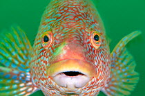 Portrait of a large male (sex determined by size) Ballan wrasse (Labrus bergylta) against green water. Farne Islands, Northumberland, England, United Kingdom. North Sea