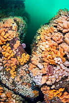 Brown crab / Edible crab (Cancer pagurus) shelters in colourful corals -Dead man&#39;s fingers (Alcyonium digitatum). Farne Islands, Northumberland, England, United Kingdom. North Sea