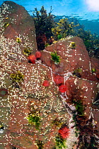 Acorn barnacles (unidentifed), Red beadlet anemones (Actinia equina) and Common limpets (Patella vulgata). Farne Islands, Northumberland, England, United Kingdom. North Sea