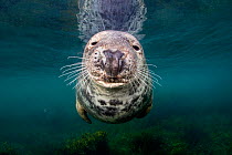 RF - Portrait of a female Grey seal (Halichoerus grypus) in shallow water. Farne Islands, United Kingdom. North Sea (This image may be licensed either as rights managed or royalty free.)