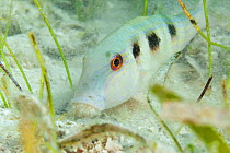 Spotted Goatfish (Pseudopeneus maculatus) feeding, Banco Chinchorro Biosphere Reserve, Caribbean region, Mexico, May