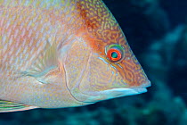 Hogfish (Lachnolaimus maximus), Banco Chinchorro Biosphere Reserve, Caribbean region, Mexico, Vulnerable.