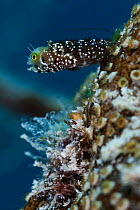 Spinyhead blenny (Acanthemblemaria spinosa), Banco Chinchorro Biosphere Reserve, Caribbean region, Mexico.
