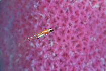 Glass goby (Coryphopterus hyalinus) Banco Chinchorro Biosphere Reserve, Caribbean region, Mexico, Vulnerable.