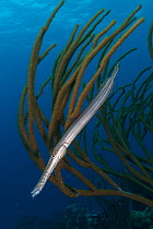 West Atlantic Trumpetfish (Aulostomus maculatus) hiding among Giant Slit-pore Sea Rod (Plexaurella nutans), Banco Chinchorro Biosphere Reserve, Caribbean region, Mexico, May