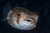 Long-spine porcupinefish (Diodon holocanthus), Xkalac Reefs National Park, Caribbean region, Mexico, May