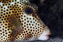 Spotted trunkfish (Lactophrys bicaudalis), Xkalac Reefs National Park, Caribbean region, Mexico, May