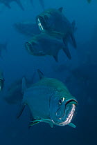 Tarpon (Megalops atlanticus), I La Poza, Xkalac Reefs National Park, Caribbean region, Mexico, Vulnerable species.