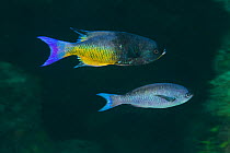 Creole Wrasse (Clepticus parrae) male and female, Xkalac Reefs National Park, Caribbean region, Mexico, May