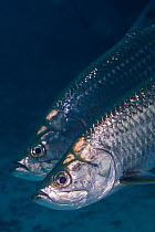 Tarpon (Megalops atlanticus), IUCN Redlist Vulnerable, La Poza, Xkalac Reefs National Park, Caribbean region, Mexico, May