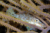 Slender Filefish (Monacanthus tuckeri) juvenile hiding in gorgonian), Xkalac Reefs National Park, Caribbean region, Mexico, May