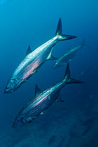 Tarpon (Megalops atlanticus), La Poza, Xkalac Reefs National Park, Caribbean region, Mexico, Vulnerable species.