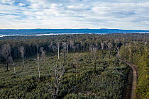 Logged area of native forest  in the Errinundra plateau (East Gippsland, Victoria, Australia), with  inappropriate regrowth occurring i.e. Acacia instead of Eucalyptus.  This logged area is where gre...