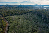 Logged area of native forest  in the Errinundra plateau (East Gippsland, Victoria, Australia), with  inappropriate regrowth occurring i.e. Acacia instead of Eucalyptus.  This logged area is where gre...