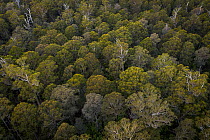 Canopy view of forest that was due to be logged until conservation groups found a high density of Greater gliders (Petauroides volans) there, and government put a halt to the logging (for now). Trees...