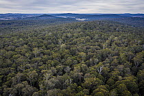Canopy view of forest that was due to be logged until conservation groups found a high density of Greater gliders (Petauroides volans) there, and government put a halt to the logging (for now). Trees...