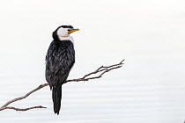 Little pied cormorant (Microcarbo melanoleucos) perched on branch  protruding out of water. Eden NSW, Australia.