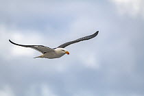 Pacific gull (Larus pacificus) in flight on a cloudy day. Sandringham, Victoria, Australia.