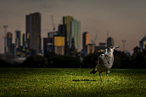 Australian magpie (Cracticus tibicen), on the ground, with the Melbourne city skyline at sunset in the background. Princess Park, Carlton, Victoria, Australia. July.