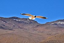 Andean gull (Chroicocephalus serranus) in flight, Andes Mountains, Chile. September.