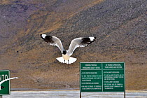 Andean gull (Chroicocephalus serranus) in flight, El Tatio, Chilean Andes. September.