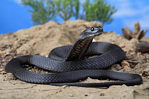 Kangaroo Island tiger snake (Notechis scutatus) female coiled on rock, melanotic sub-adult. Kangaroo Island, South Australia. Controlled conditions.