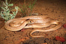 Speckled brownsnake (Pseudonaja guttata) male, morph with black nape. Central Queensland, Australia. Controlled conditions.